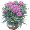 Nelke, Gartennelke FloraSelf Dianthus Caryophyllus 'Peman' Ø 10,5 Cm Topf -FloraSelf Geschäft DV 8 4666610 01 4c DE 20190119204656