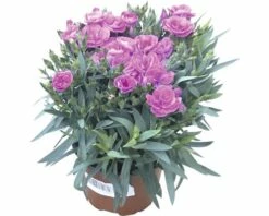 Nelke, Gartennelke FloraSelf Dianthus Caryophyllus 'Peman' Ø 10,5 Cm Topf
