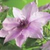 Waldrebe FloraSelf Clematis-Cultivars H 50-60 Cm Co 3 L Rosa -FloraSelf Geschäft DV 8 4669963 01 4c DE 20190115181658