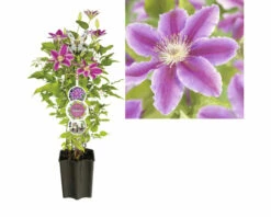 Waldrebe FloraSelf Clematis-Cultivars H 50-60 Cm Co 3 L Rosa -FloraSelf Geschäft DV 8 4669963 03 4c DE 20230301051652