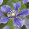 Waldrebe FloraSelf Clematis-Cultivars H 50-60 Cm Co 3 L Blau-lila -FloraSelf Geschäft DV 8 4669964 02 4c DE 20190115181658