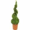 Buchsbaum Spirale FloraSelf Buxus Sempervirens H 70-75 Cm Co 5 L -FloraSelf Geschäft DV 8 4674485 01 4c DE 20190118051652