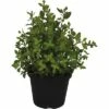 Oregano FloraSelf Origanum Vulgare 'Kreta' Ø 12 Cm Topf -FloraSelf Geschäft DV 8 4674497 01 4c DE 20190227094659