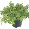 Oregano FloraSelf Origanum Vulgare 'Hot And Spicy' H 10-20 Cm Ø 14 Cm Topf -FloraSelf Geschäft DV 8 4674498 01 4c DE 20190117134650