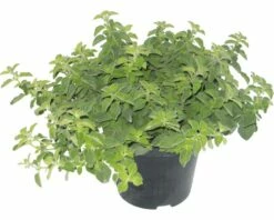 Oregano FloraSelf Origanum Vulgare 'Hot And Spicy' H 10-20 Cm Ø 14 Cm Topf