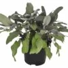 Purpur-Salbei FloraSelf Salvia Officinals H 15-30 Cm Ø 14 Cm Topf -FloraSelf Geschäft DV 8 4674501 01 4c DE 20190227094659 1