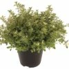 Thymian Weißbunt FloraSelf Thymus Puledgioides H 10-15 Ø 14 Cm Topf