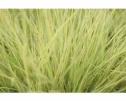 Goldschwingel FloraSelf Festuca Glauca 'AmiGold' H 10-25 Cm Co 2 L
