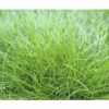 Bärenfell Schwingel FloraSelf Festuca Gautieri 'AmiGreen' H 10-25 Cm Co 2 L -FloraSelf Geschäft DV 8 4676294 02 4c DE 20210427161753