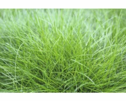 Bärenfell Schwingel FloraSelf Festuca Gautieri 'AmiGreen' H 10-25 Cm Co 2 L
