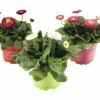 Gänseblümchen FloraSelf Bellis Perennis Ø 10,5 Cm Topf Rot -FloraSelf Geschäft DV 8 4678608 01 4c DE 20190201224938