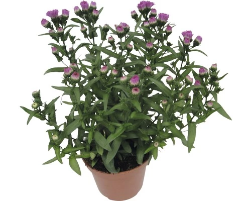 Glattblatt Aster FloraSelf Aster Novi-belgii 'Showmaker' H 20-25 Cm Ø 12 Cm Topf 4 Glattblatt Aster FloraSelf Aster Novi-belgii 'Showmaker' H 20-25 Cm Ø 12 Cm Topf – Bild 2