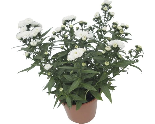 Glattblatt Aster FloraSelf Aster Novi-belgii 'Showmaker' H 20-25 Cm Ø 12 Cm Topf 3 Glattblatt Aster FloraSelf Aster Novi-belgii 'Showmaker' H 20-25 Cm Ø 12 Cm Topf