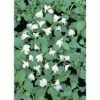 Lippenmäulchen FloraSelf Mazus Reptans H 10-20 Cm Co 0,6 L -FloraSelf Geschäft DV 8 5000601 01 4c DE 20190423221651