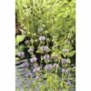 Wasserminze FloraSelf Mentha Pulegium H 5-15 Cm Co 0,6 L