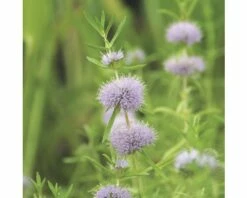 Duftende Teichpflanzen Set FloraSelf Für 500 L Teich -FloraSelf Geschäft DV 8 5000620 01 4c DE 20220228134756