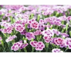 Nelke FloraSelf Dianthus Caryophyllus Pink Kisses® Ø 11 Cm Topf -FloraSelf Geschäft DV 8 5006559 01 4c DE 20220906154655