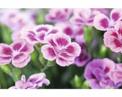 Nelke FloraSelf Dianthus Caryophyllus Pink Kisses® Ø 11 Cm Topf -FloraSelf Geschäft DV 8 5006559 02 4c DE 20220906154655