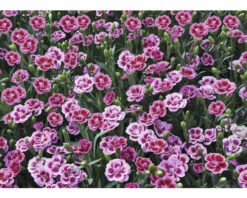 Nelke FloraSelf Dianthus Caryophyllus Pink Kisses® Ø 11 Cm Topf -FloraSelf Geschäft DV 8 5006559 03 4c DE 20220906154655