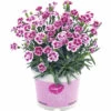 Nelke FloraSelf Dianthus Caryophyllus Pink Kisses® Ø 11 Cm Topf -FloraSelf Geschäft DV 8 5006559 04 4c DE 20220907171756
