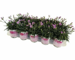 Nelke FloraSelf Dianthus Caryophyllus Pink Kisses® Ø 11 Cm Topf -FloraSelf Geschäft DV 8 5006559 05 4c RO 20230223051800