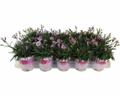Nelke FloraSelf Dianthus Caryophyllus Pink Kisses® Ø 11 Cm Topf -FloraSelf Geschäft DV 8 5006559 06 4c RO 20230223051800