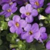 Schneeflockenblume FloraSelf Bacopa Sutera Cordata Ø 10,5 Cm Topf Blau -FloraSelf Geschäft DV 8 5016956 01 4c CH 20160414211331
