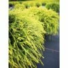Gelbe Zwerg- Fadenzypresse FloraSelf Chamaecyparis Pisifera "Sungold" H 25-30 Cm Co 3,7 L 2 Gelbe Zwerg- Fadenzypresse FloraSelf Chamaecyparis Pisifera "Sungold" H 25-30 Cm Co 3,7 L -FloraSelf Geschäft DV 8 5050866 01 4c DE 20200118214652