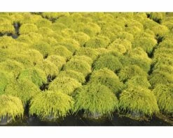 Gelbe Zwerg- Fadenzypresse FloraSelf Chamaecyparis Pisifera "Sungold" H 25-30 Cm Co 3,7 L -FloraSelf Geschäft DV 8 5050866 02 4c DE 20200118214652