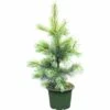 FloraSelf Weymouths-Kiefer Pinus Monticola 'Ammerland' H 40-60 Cm Co 6 L -FloraSelf Geschäft DV 8 5050870 01 4c DE 20181016191751