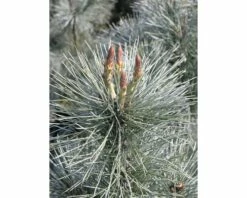 FloraSelf Weymouths-Kiefer Pinus Monticola 'Ammerland' H 40-60 Cm Co 6 L -FloraSelf Geschäft DV 8 5050870 02 4c DE 20200313141659
