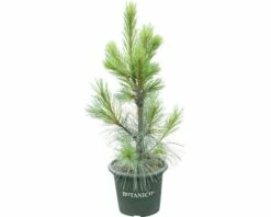 FloraSelf Weymouths-Kiefer Pinus Monticola 'Ammerland' H 40-60 Cm Co 6 L -FloraSelf Geschäft DV 8 5050870 03 4c DE 20200314214659