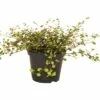 FloraSelf Drahtstrauch Muehlenbeckia Axillaris Ø 12 Cm Topf -FloraSelf Geschäft DV 8 5059926 02 4c DE 20190716154754