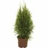 FloraSelf Lebensbaum Thuja Occidentalis 'Smaragd' H 30-40 Cm Co 2 L -FloraSelf Geschäft DV 8 5075301 03 4c DE 20190828104755