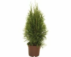 FloraSelf Lebensbaum Thuja Occidentalis 'Smaragd' H 30-40 Cm Co 2 L