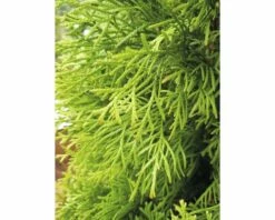 FloraSelf Lebensbaum Thuja Occidentalis 'Smaragd' H 30-40 Cm Co 2 L -FloraSelf Geschäft DV 8 5075301 05 4c DE 20200311071220