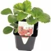 Mittelfrühe Erdbeere FloraSelf Fragaria X Ananassa 'Korona' Ø 9 Cm Topf -FloraSelf Geschäft DV 8 5082427 01 4c DE 20180328084636