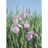 Wasserschwertlilie FloraSelf Iris Laevigata 'Rose Queen' H 10-60 Cm Co 0,6 L 1 Wasserschwertlilie FloraSelf Iris Laevigata 'Rose Queen' H 10-60 Cm Co 0,6 L -FloraSelf Geschäft DV 8 5088759 01 4c DE 20191203094751