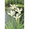 Weisse Windblume FloraSelf Zephyranthes Candida H 10-30 Cm Co 0,6 L