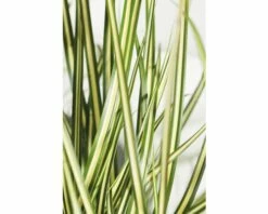 Segge FloraSelf Carex Oshimensis 'Evergold' H 5-15 Cm T 14 Cm -FloraSelf Geschäft DV 8 5093951 01 4c DE 20210113091658