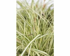Segge FloraSelf Carex Oshimensis 'Evergold' H 5-15 Cm T 14 Cm -FloraSelf Geschäft DV 8 5093951 03 4c DE 20190318161754
