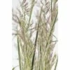 Reitgras FloraSelf Calamagrostis X Acutiflora 'Overdam' Co 3 L -FloraSelf Geschäft DV 8 5093980 01 4c DE 20180305180541