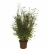 Aufrechter Gartenbambus FloraSelf Fargesia Murielae 'Jumbo' H 40-60 Cm Co 5 L -FloraSelf Geschäft DV 8 5122848 02 4c DE 20190128075033