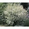 Harlekinweide FloraSelf Salix Integra 'Hakuro Nishiki' H 60-80 Cm Co 3 L -FloraSelf Geschäft DV 8 5140940 Stimmung 01 20140702222140 1