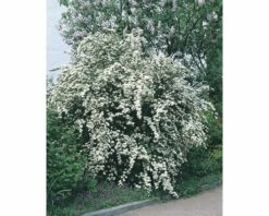 Prachtspierenstrauch FloraSelf Spiraea Vanhouttei H 40-60 Cm Co 10 L -FloraSelf Geschäft DV 8 5179636 01 4c DE 20200313081755