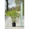 Prachtspierenstrauch FloraSelf Spiraea Vanhouttei H 40-60 Cm Co 10 L -FloraSelf Geschäft DV 8 5179636 02 4c DE 20200313141659