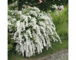 Prachtspierenstrauch FloraSelf Spiraea Vanhouttei H 40-60 Cm Co 10 L -FloraSelf Geschäft DV 8 5179636 03 4c DE 20200313141759
