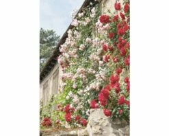 Kletterrose FloraSelf Rosa X Hybride H 60-80 Cm Co 5 L Sortiert Zufällige Farbauswahl -FloraSelf Geschäft DV 8 5196643 01 4c DE 20180920141656
