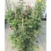 Kletterrose FloraSelf Rosa X Hybride H 60-80 Cm Co 5 L Sortiert Zufällige Farbauswahl -FloraSelf Geschäft DV 8 5196643 02 4c DE 20180927191659