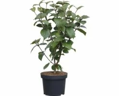Großblumiger Duftschneeball FloraSelf Viburnum Carlcephalum H 40-60 Cm Co 5 L